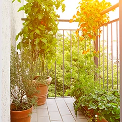 Jakie owoce można uprawiać na balkonie lub tarasie?
