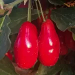 Owoce Dereń jadalny Czerwony